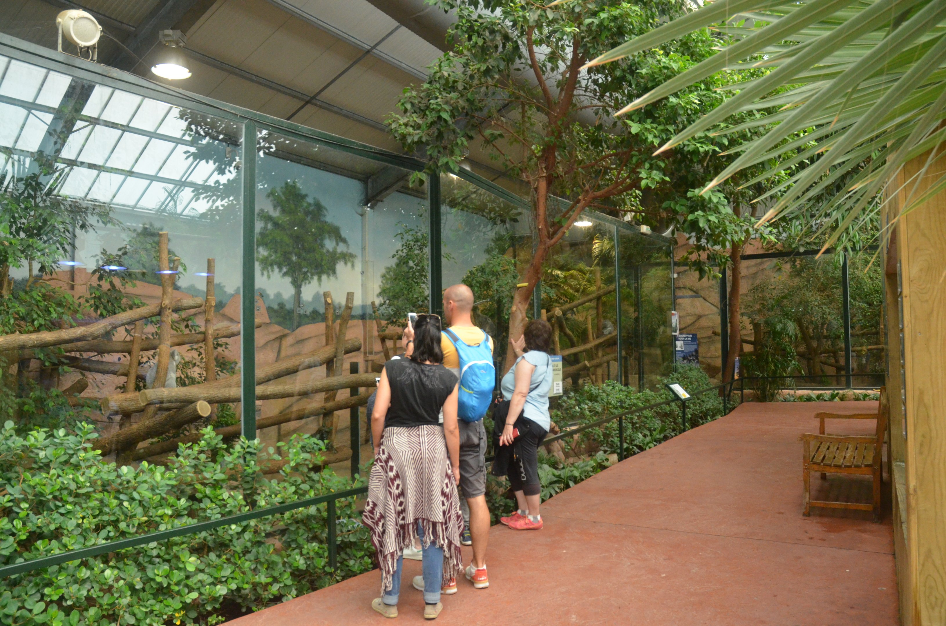 Koala Enclosure at Beauval, 12/06/18