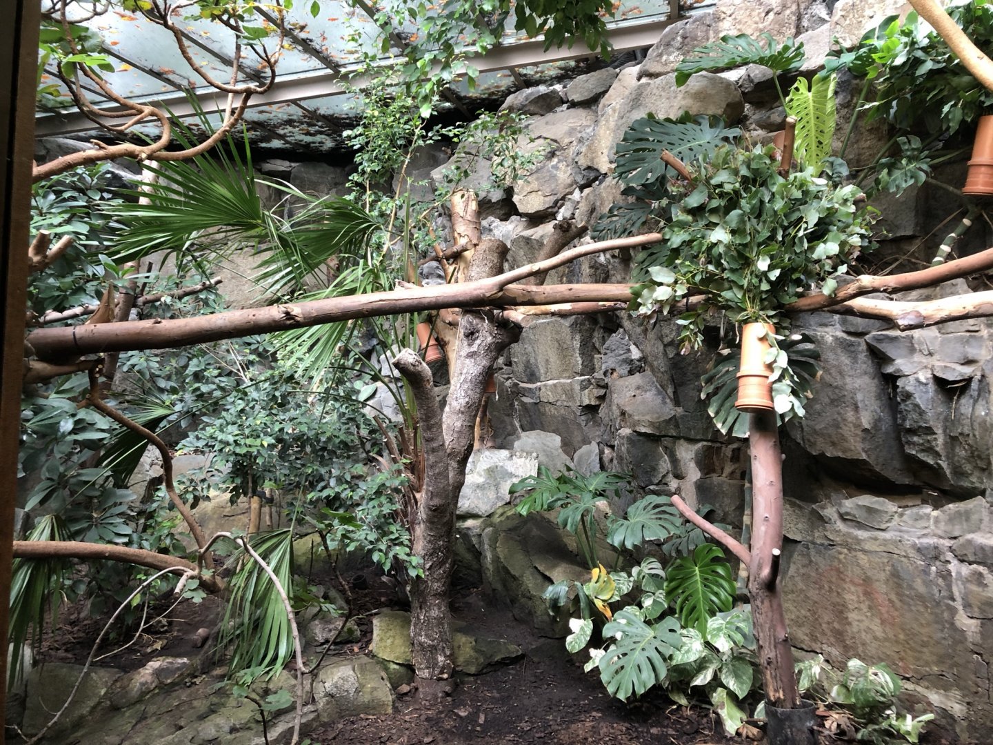 Koala Enclosure at Edinburgh Zoo (2020)