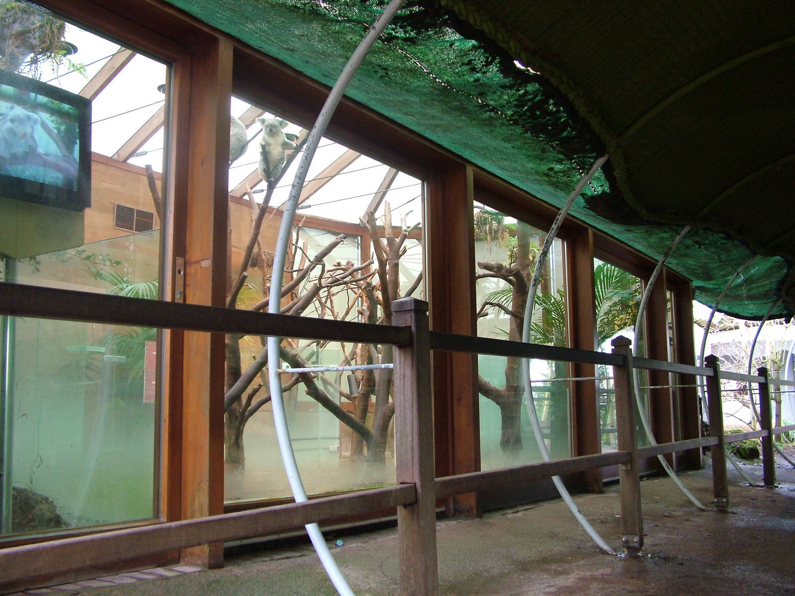 Koala enclosure at Planckendael Jan 09