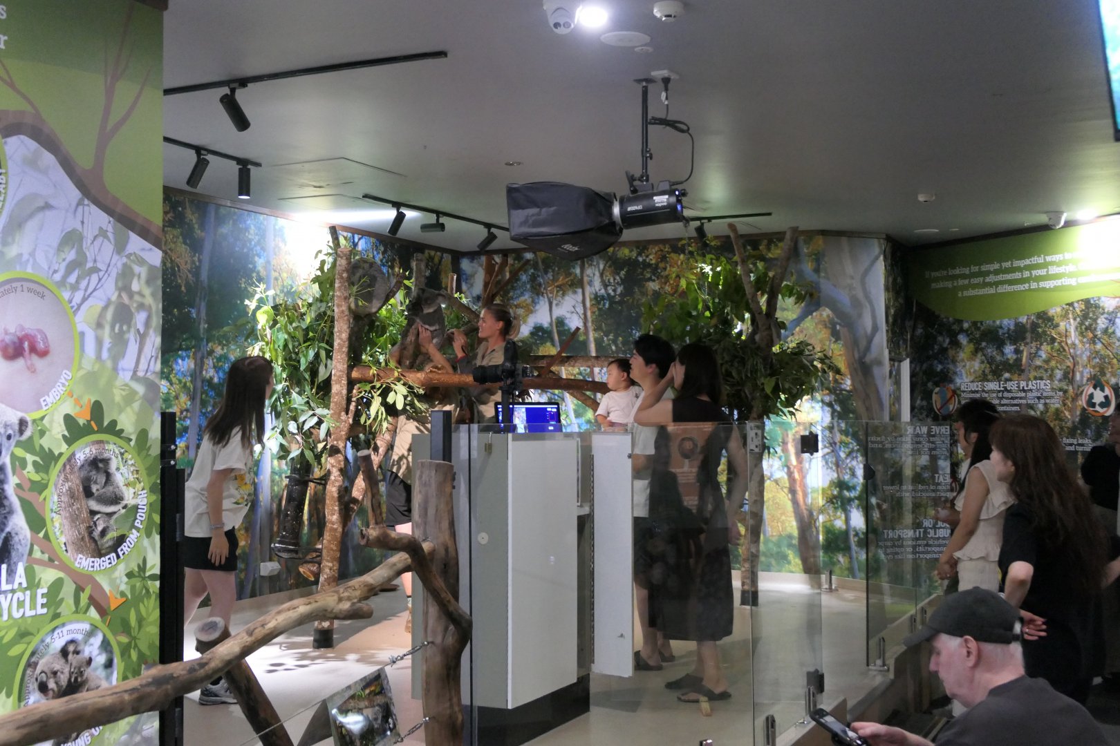 Koala enclosure - Cairns Koalas and Creatures