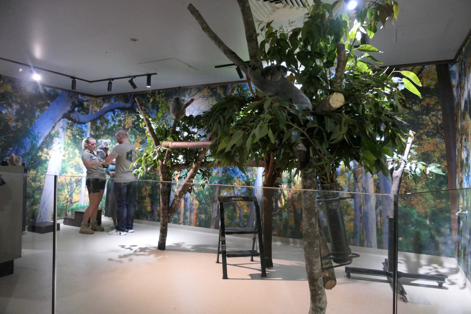 Koala enclosure - Cairns Koalas and Creatures