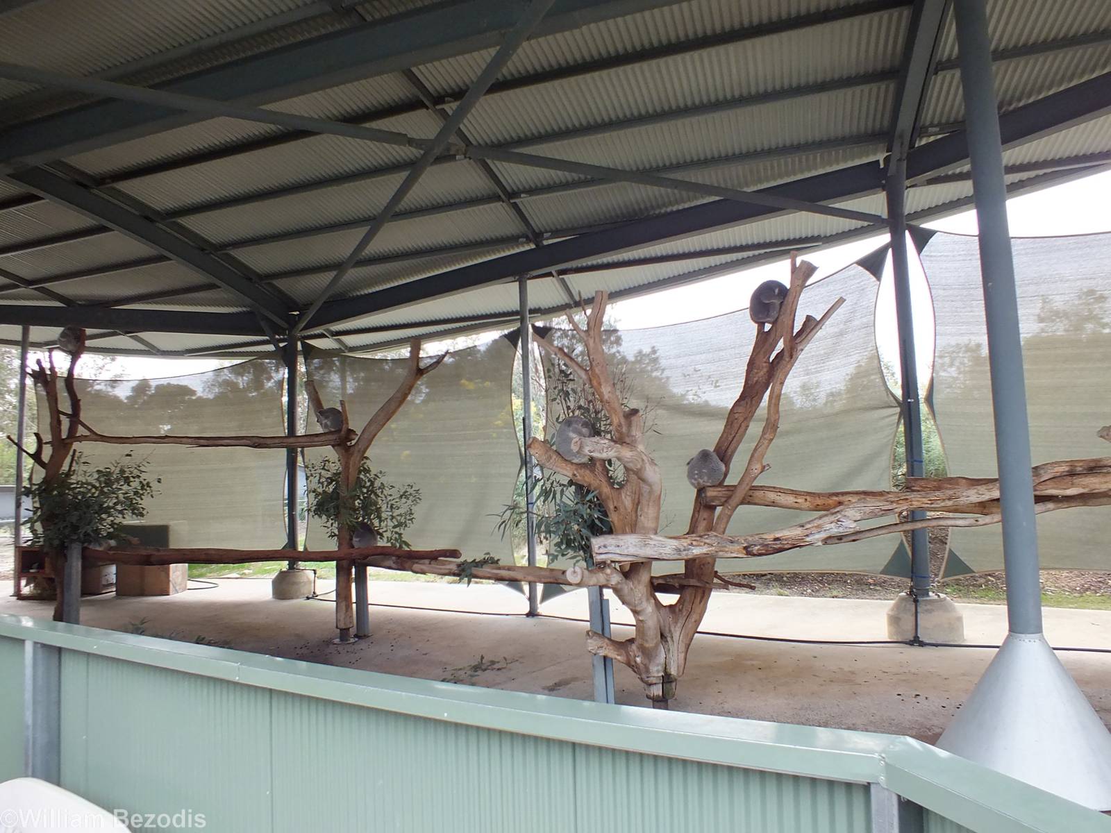 Koala Enclosure - Cohunu Koala Park