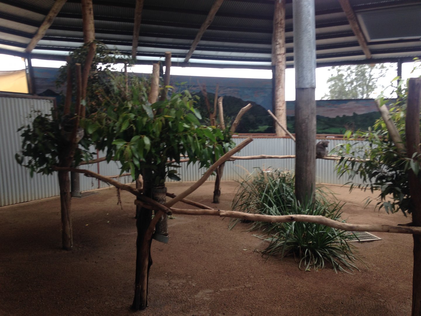 Koala enclosure in 'Koala Country'