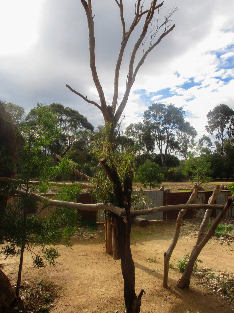 Koala Enclosure - June 2016