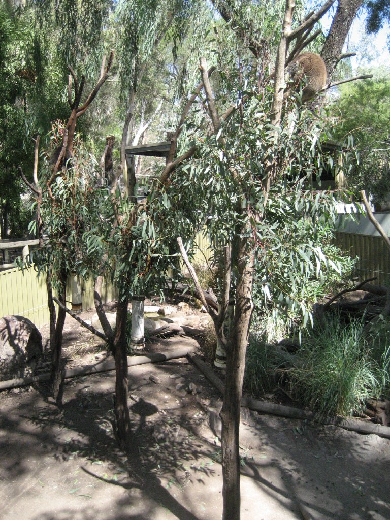 Koala Enclosure