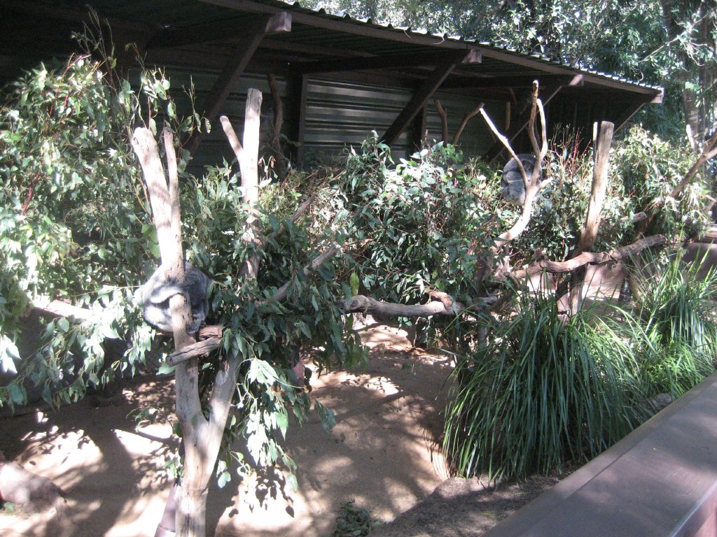 Koala enclosure