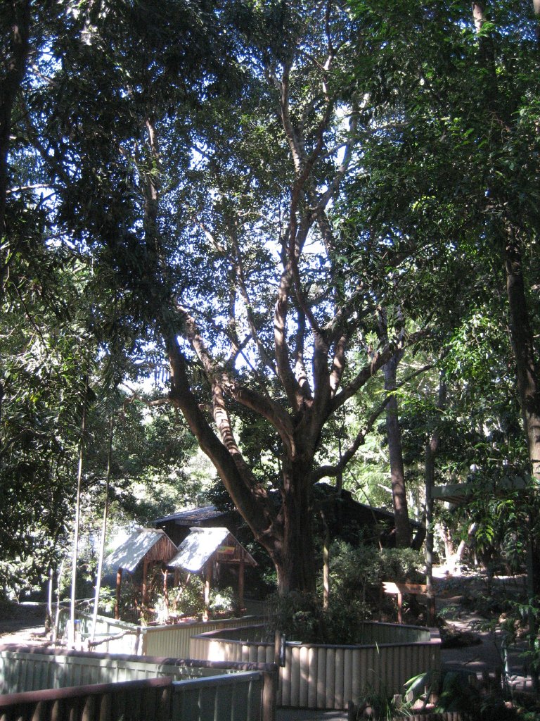 Koala enclosure