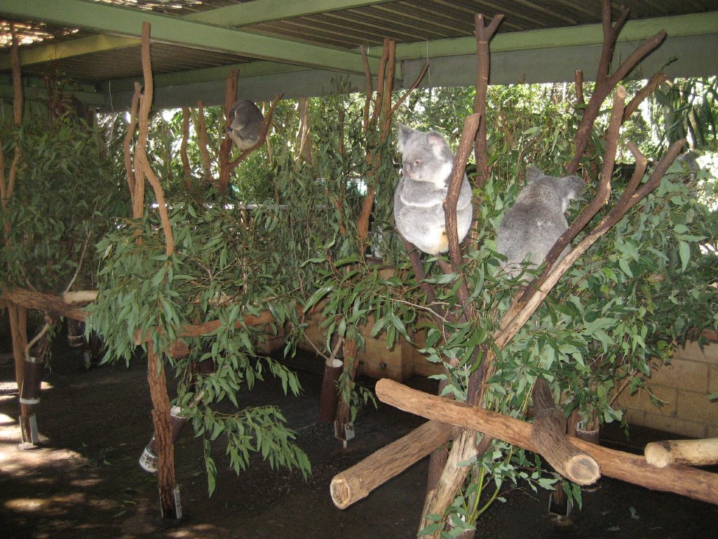 Koala enclosure
