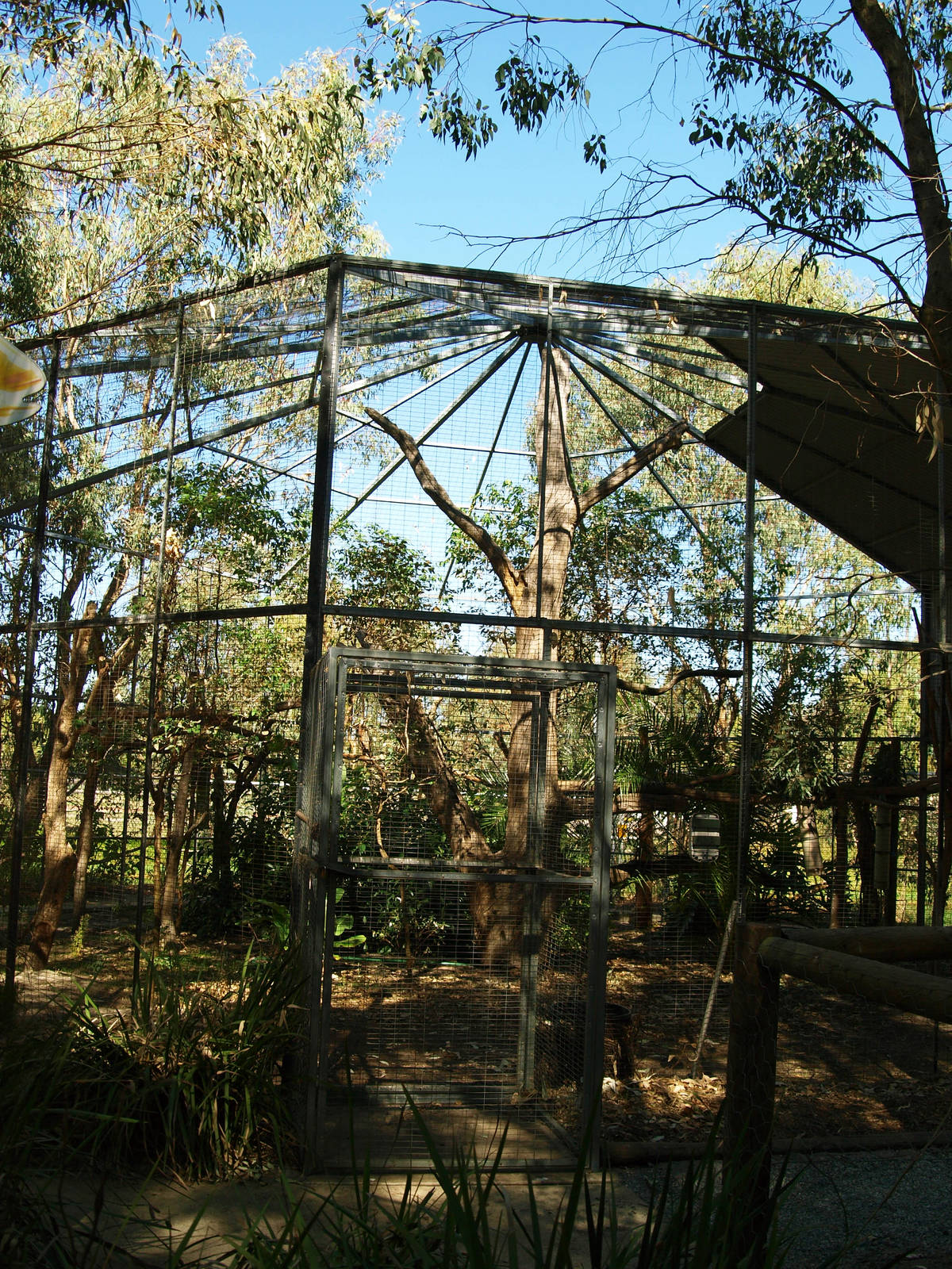 Koala enclosure