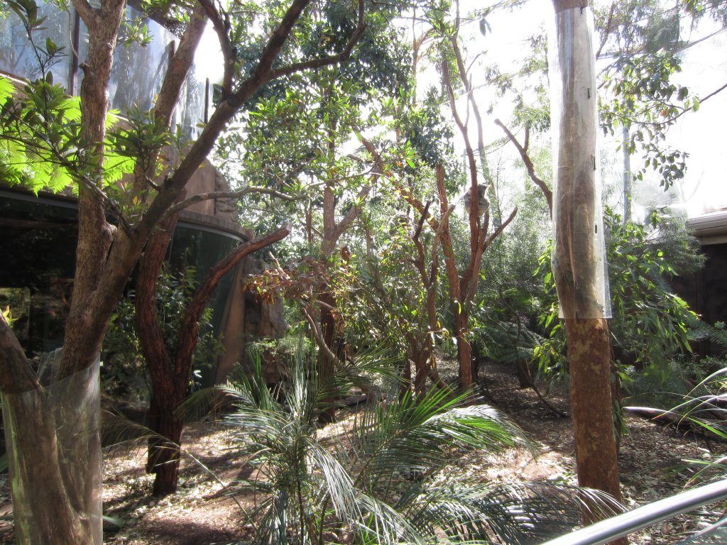 Koala enclosure
