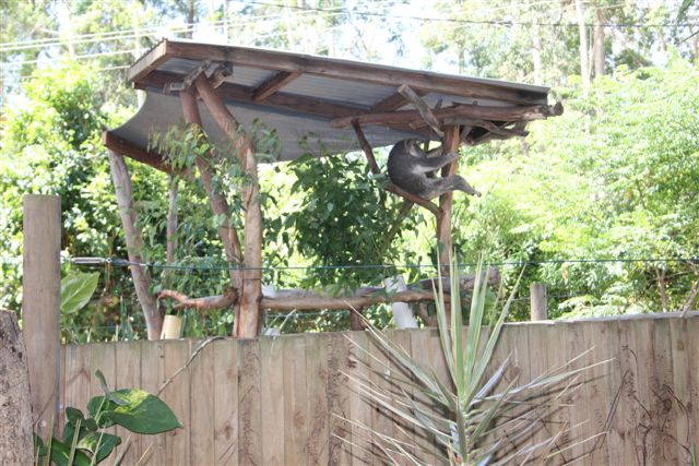 Koala Enclosure