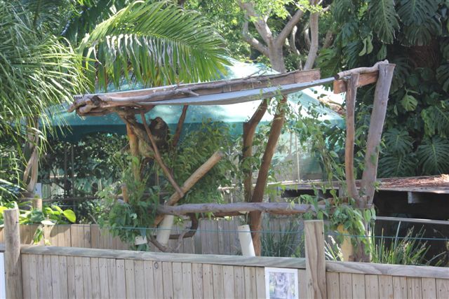Koala Enclosure