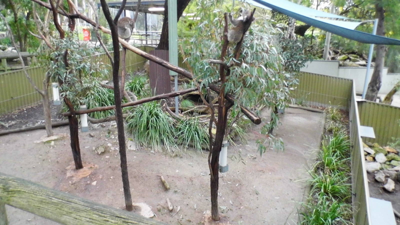 Koala Enclosure