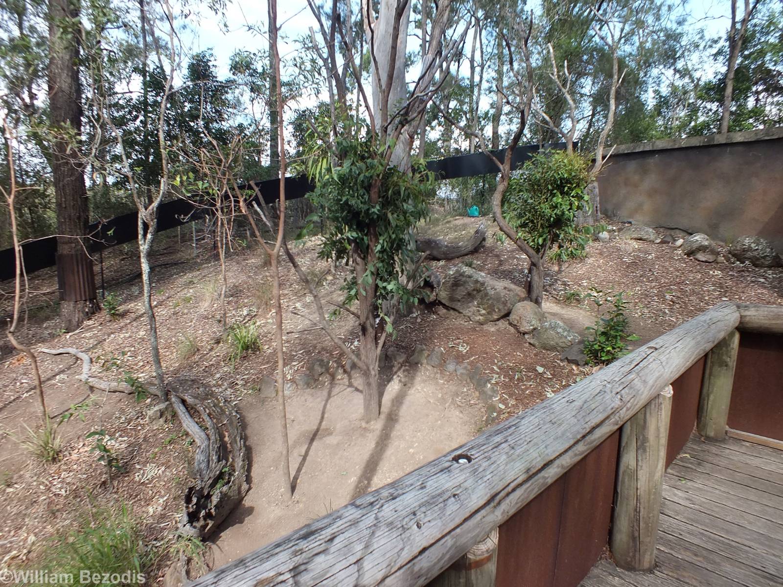 Koala Enclosure