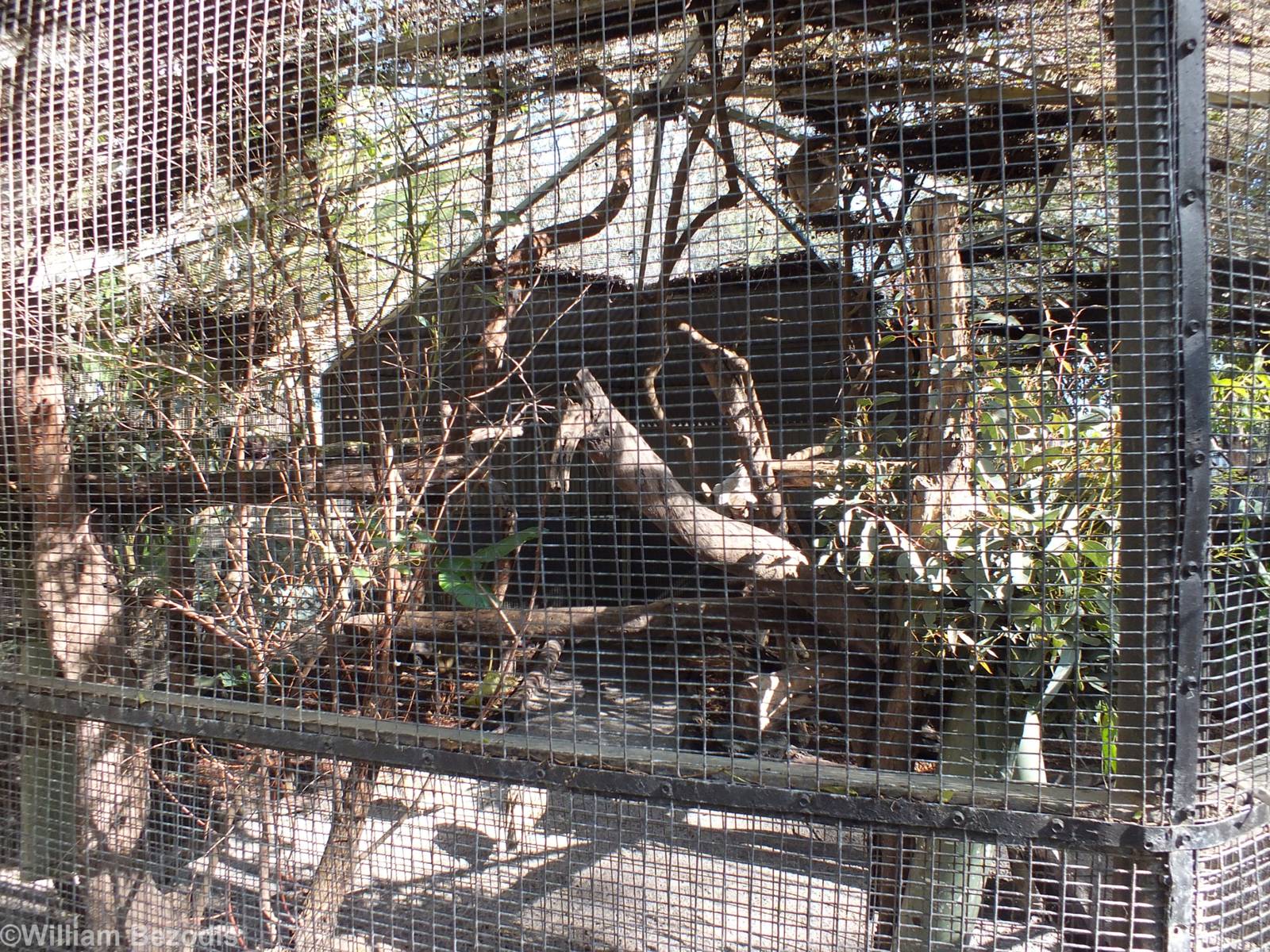 Koala Enclosure