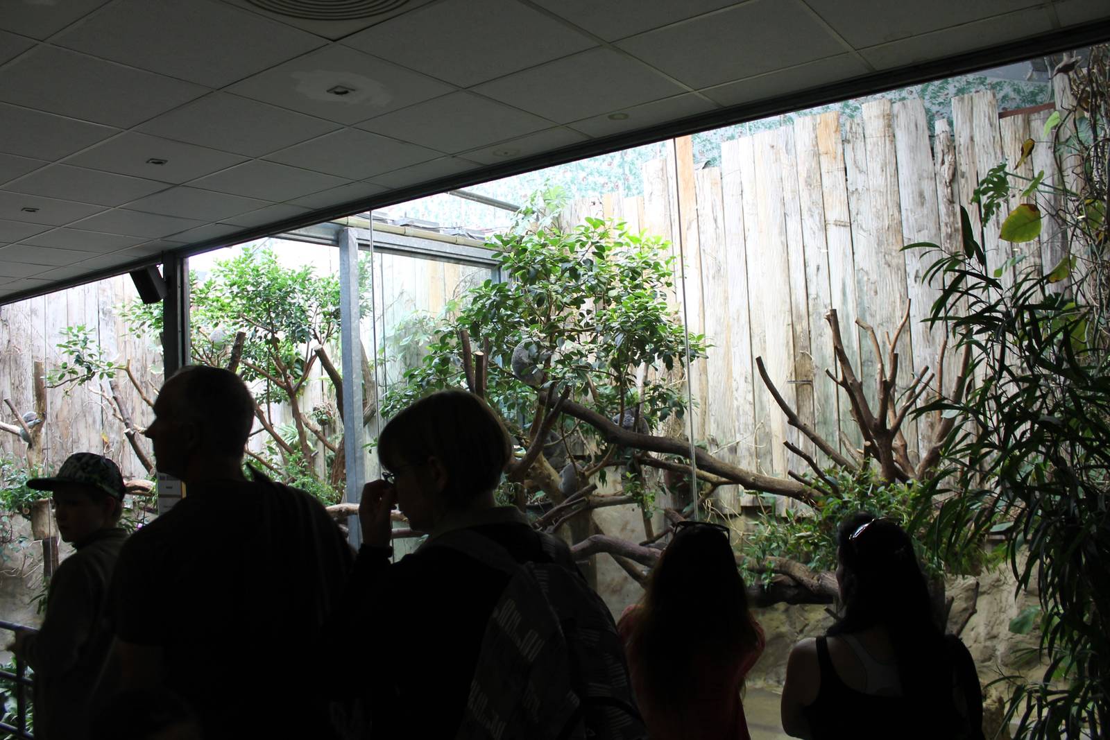 Koala enclosure