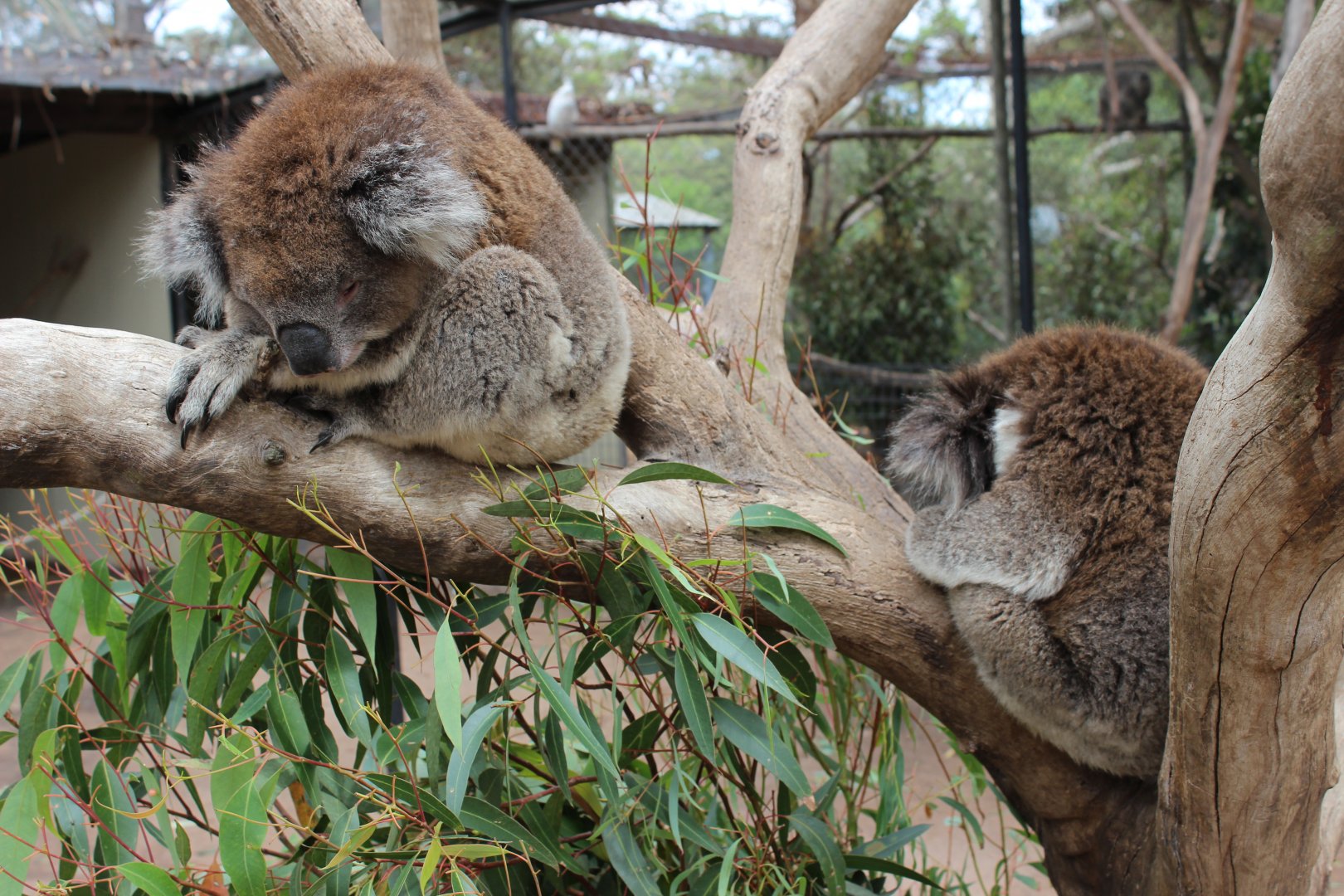 Koala Enclosure