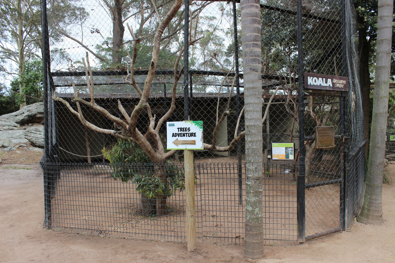 Koala Enclosure