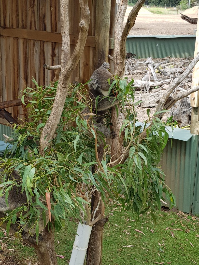 Koala enclosure
