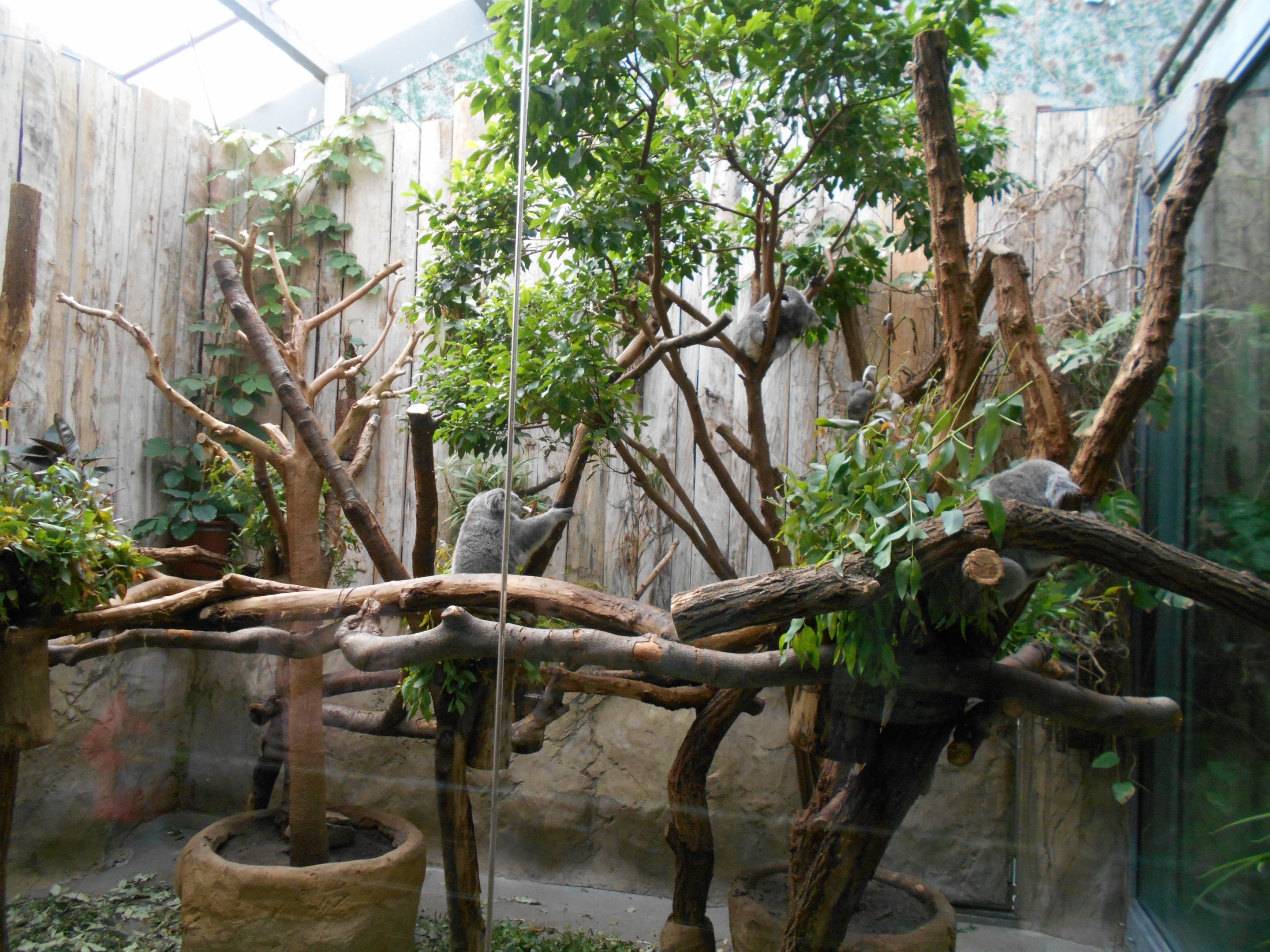 Koala enclosure