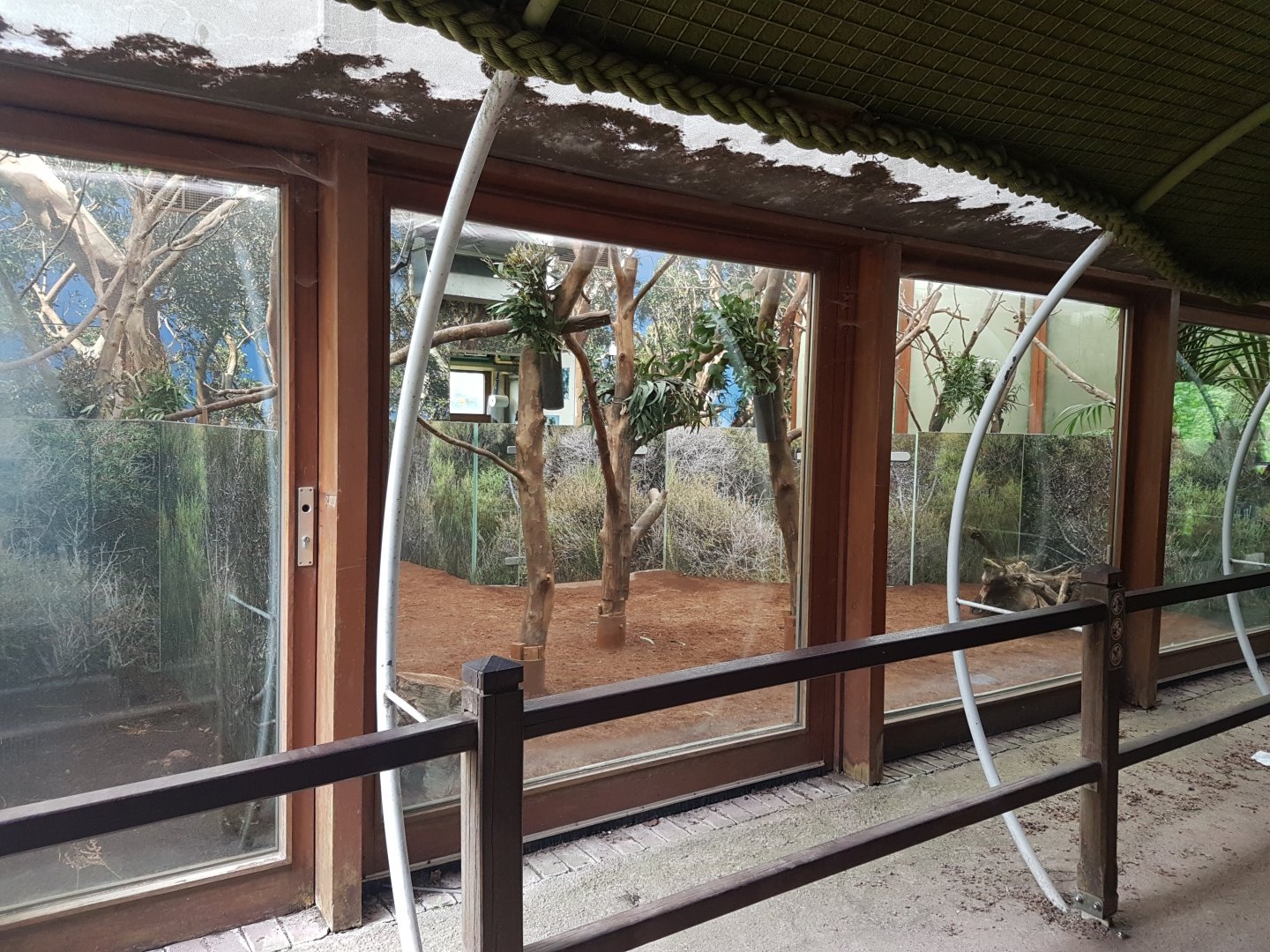 Koala-enclosure