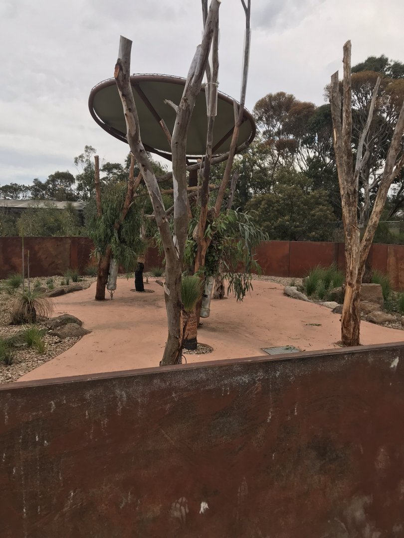 Koala enclosure