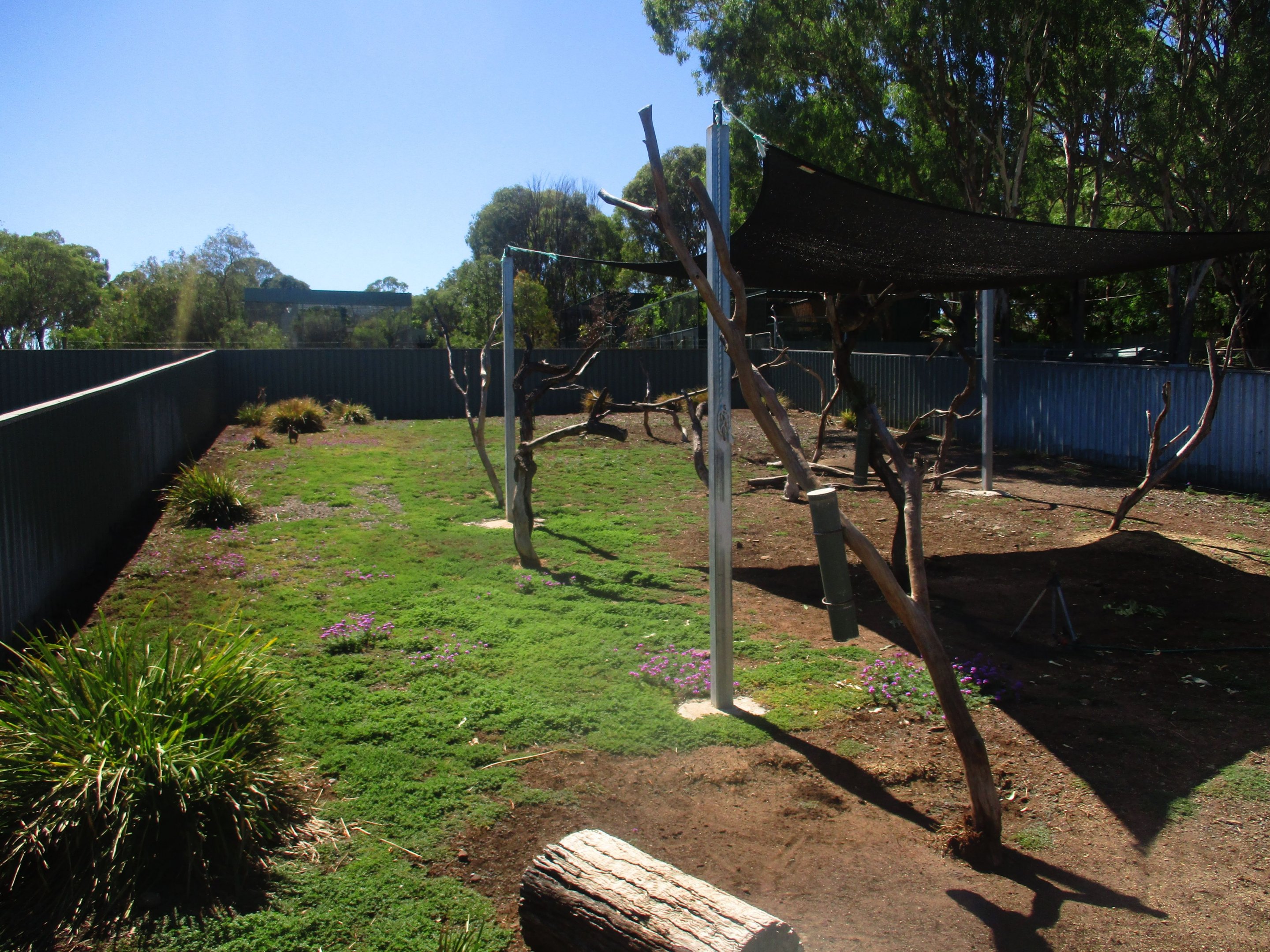 Koala Enclosure