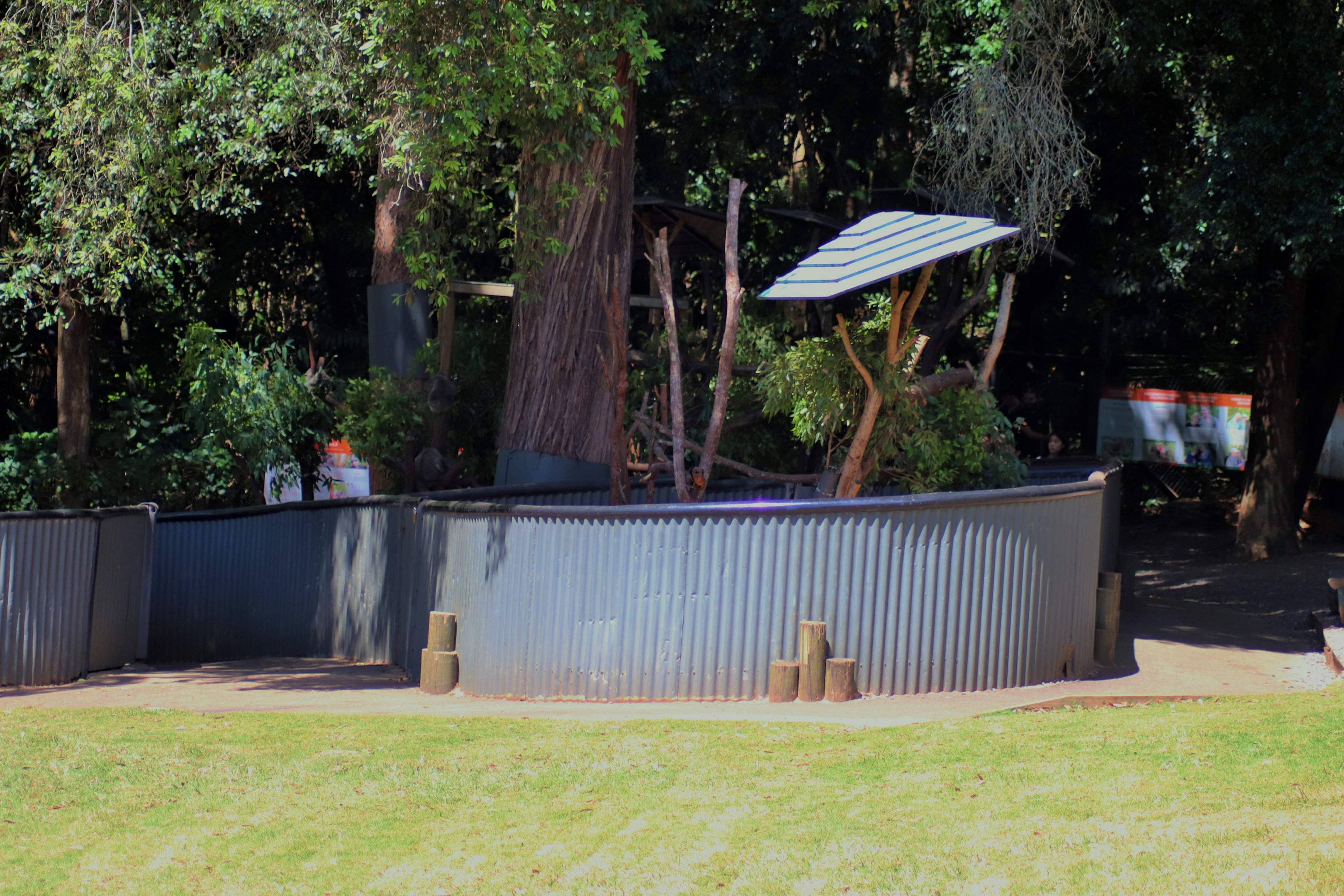 Koala Enclosure
