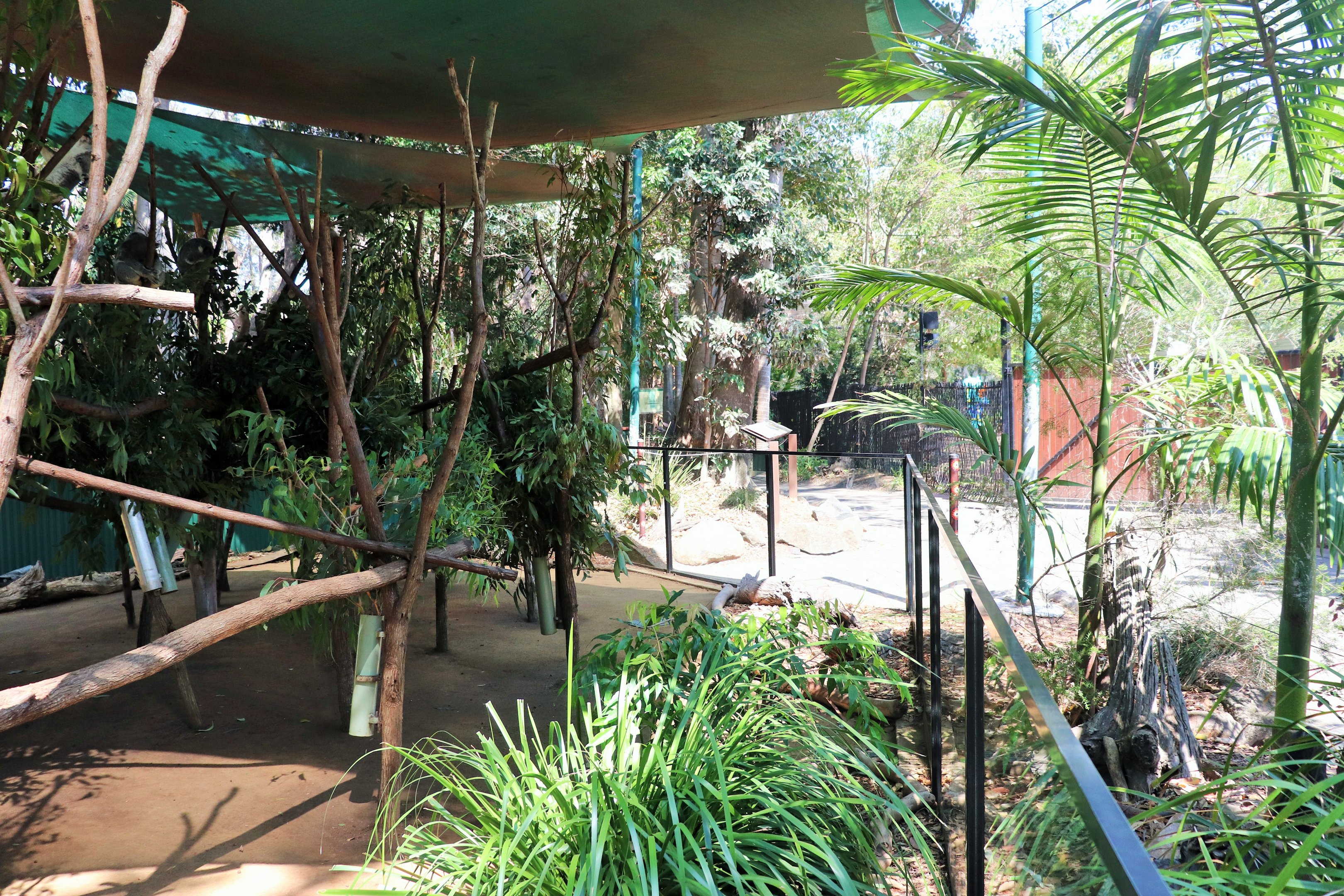 Koala Enclosure