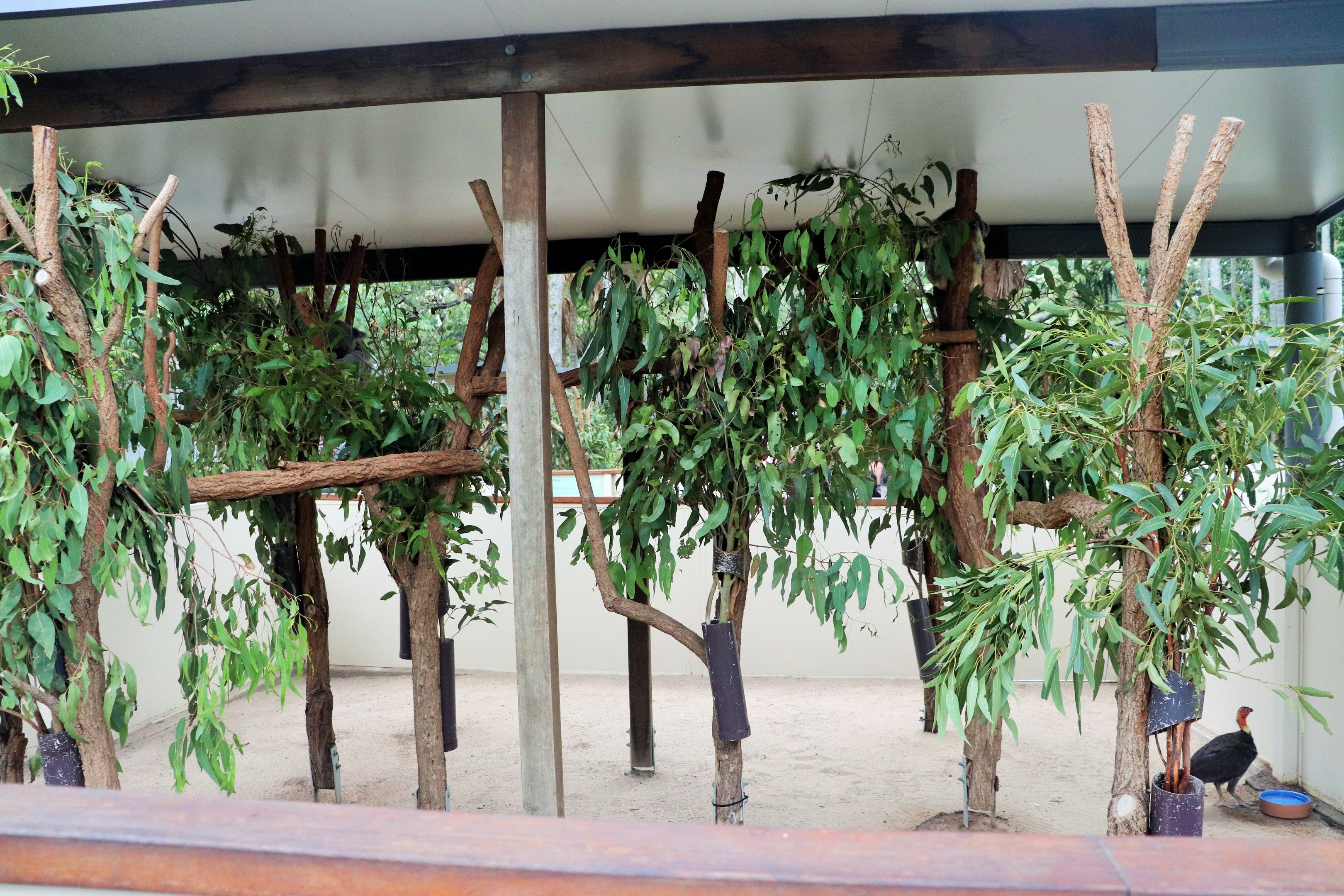Koala Enclosure