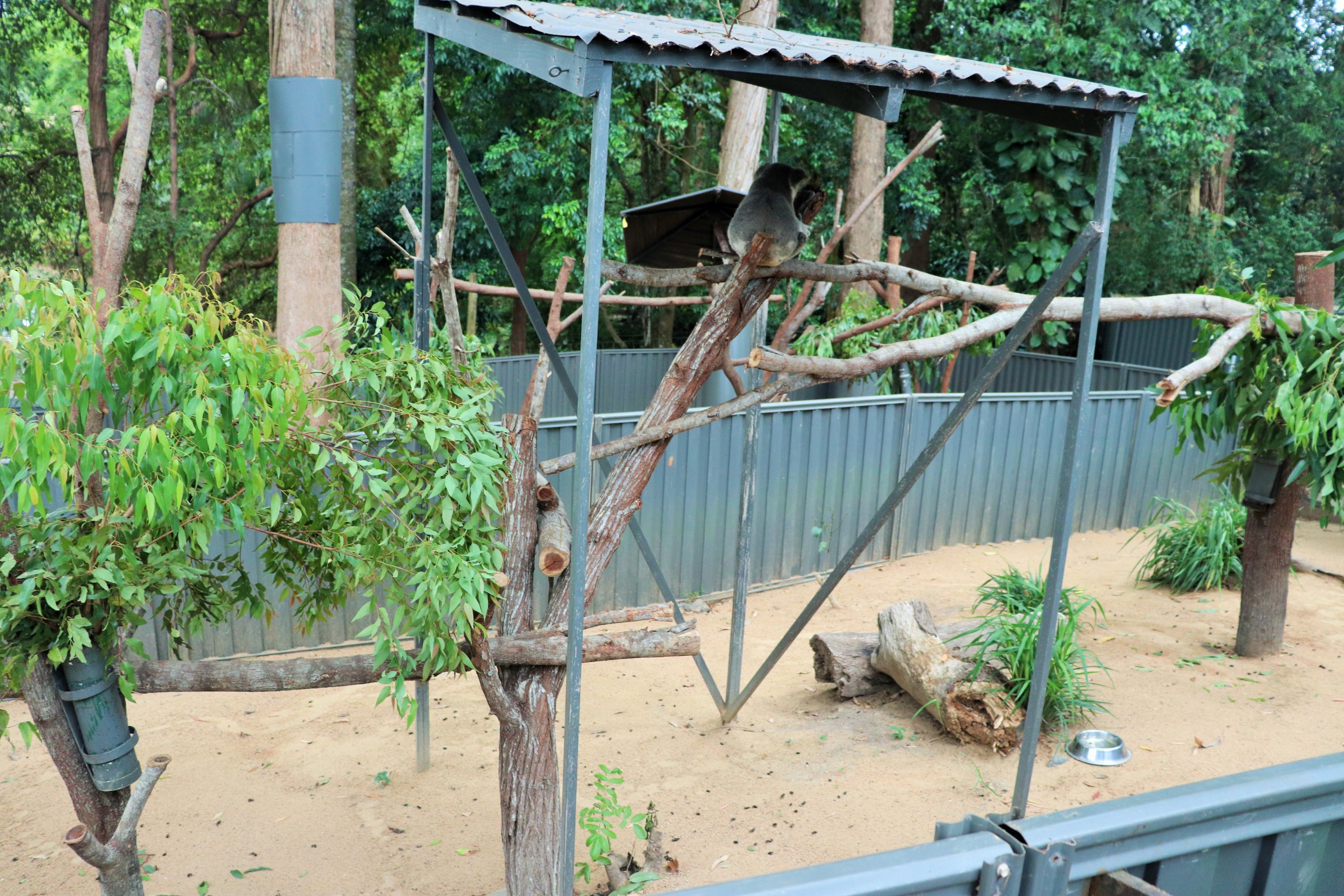 Koala Enclosure