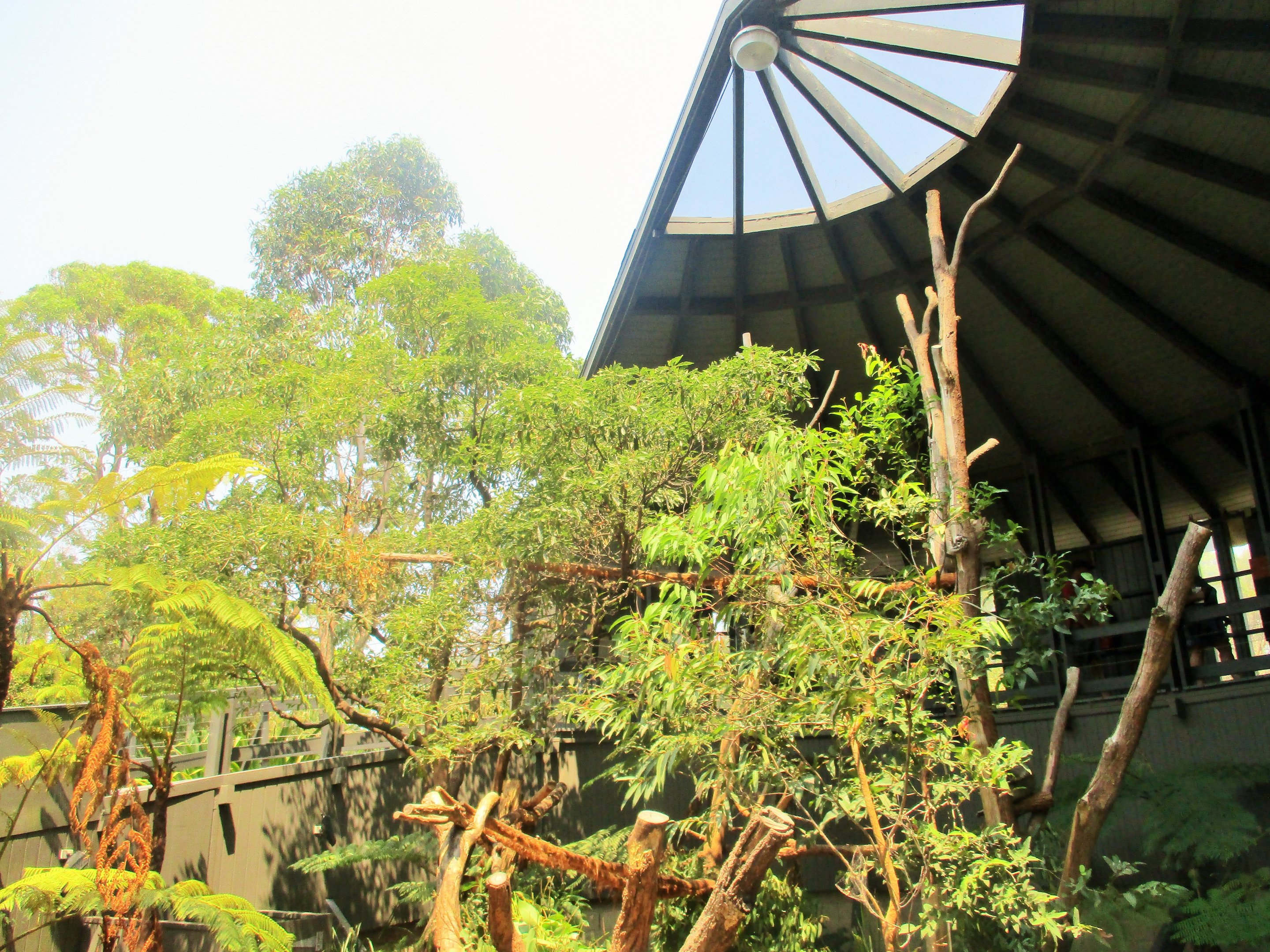 Koala Enclosure