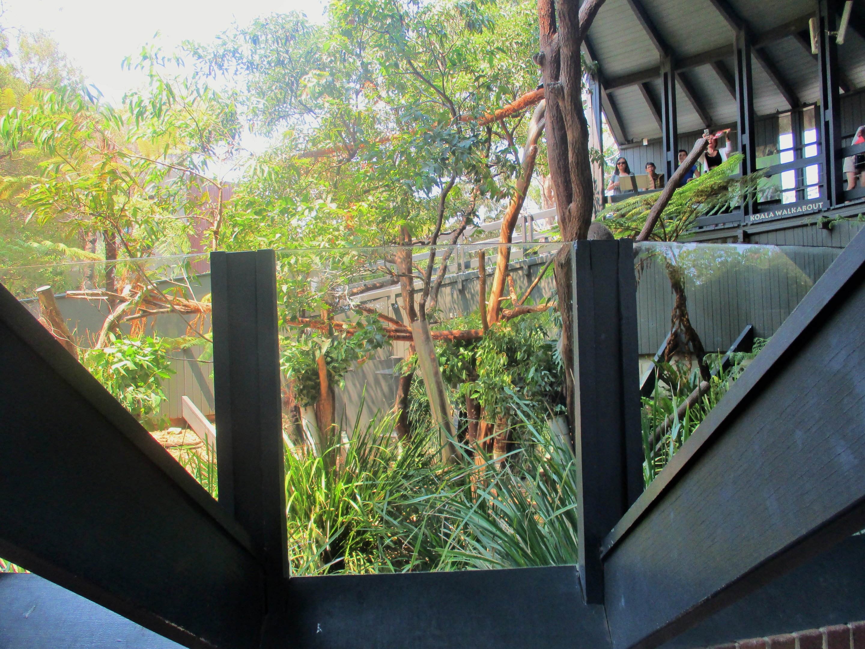 Koala Enclosure