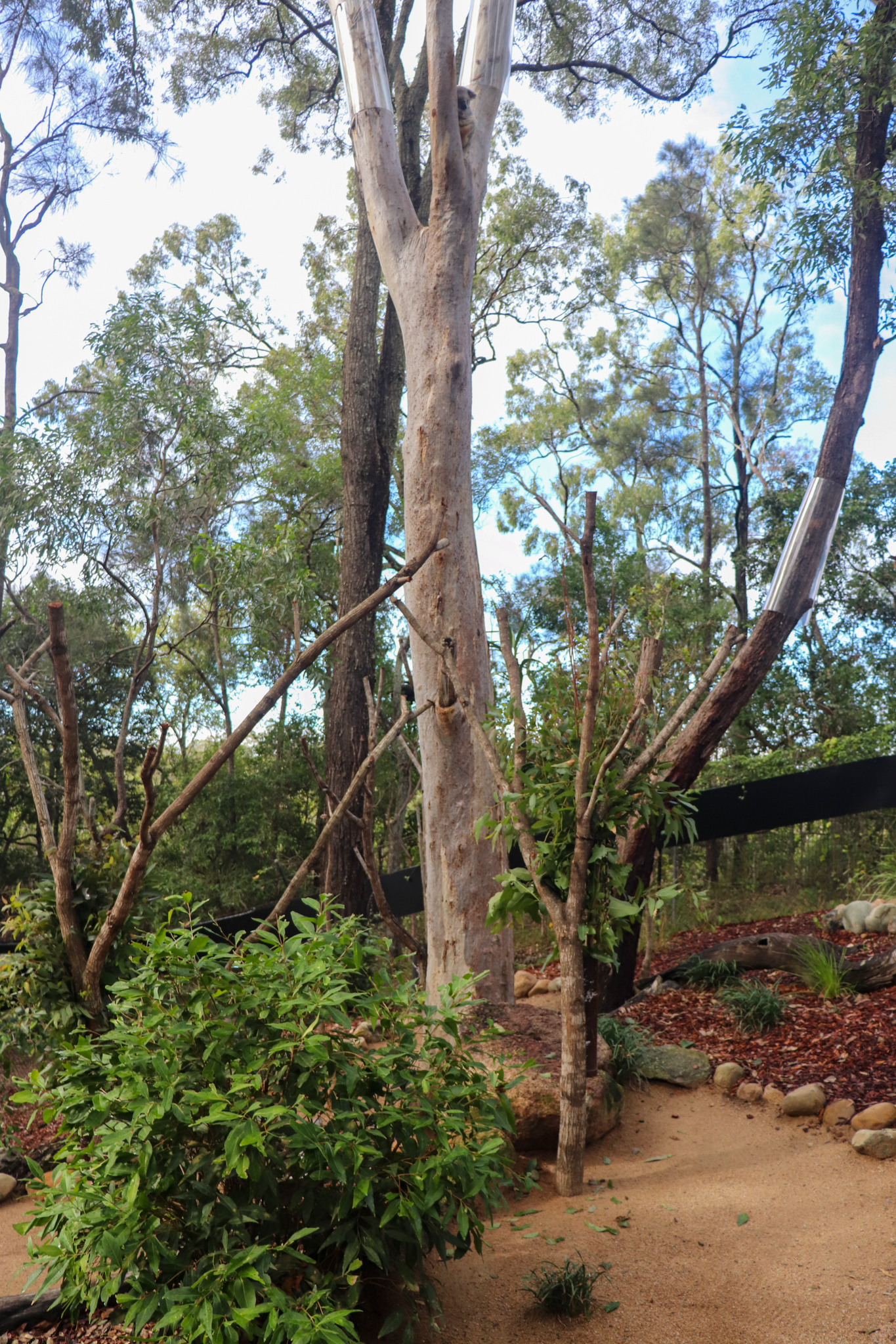 Koala Enclosure