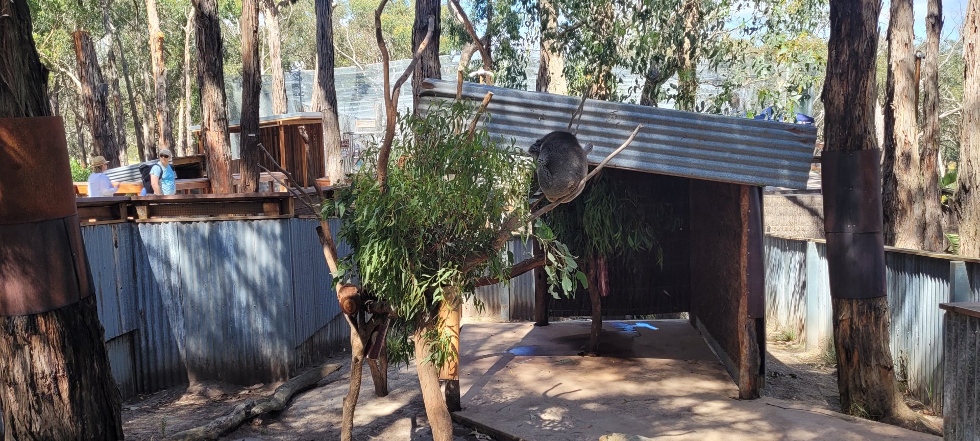 Koala enclosure
