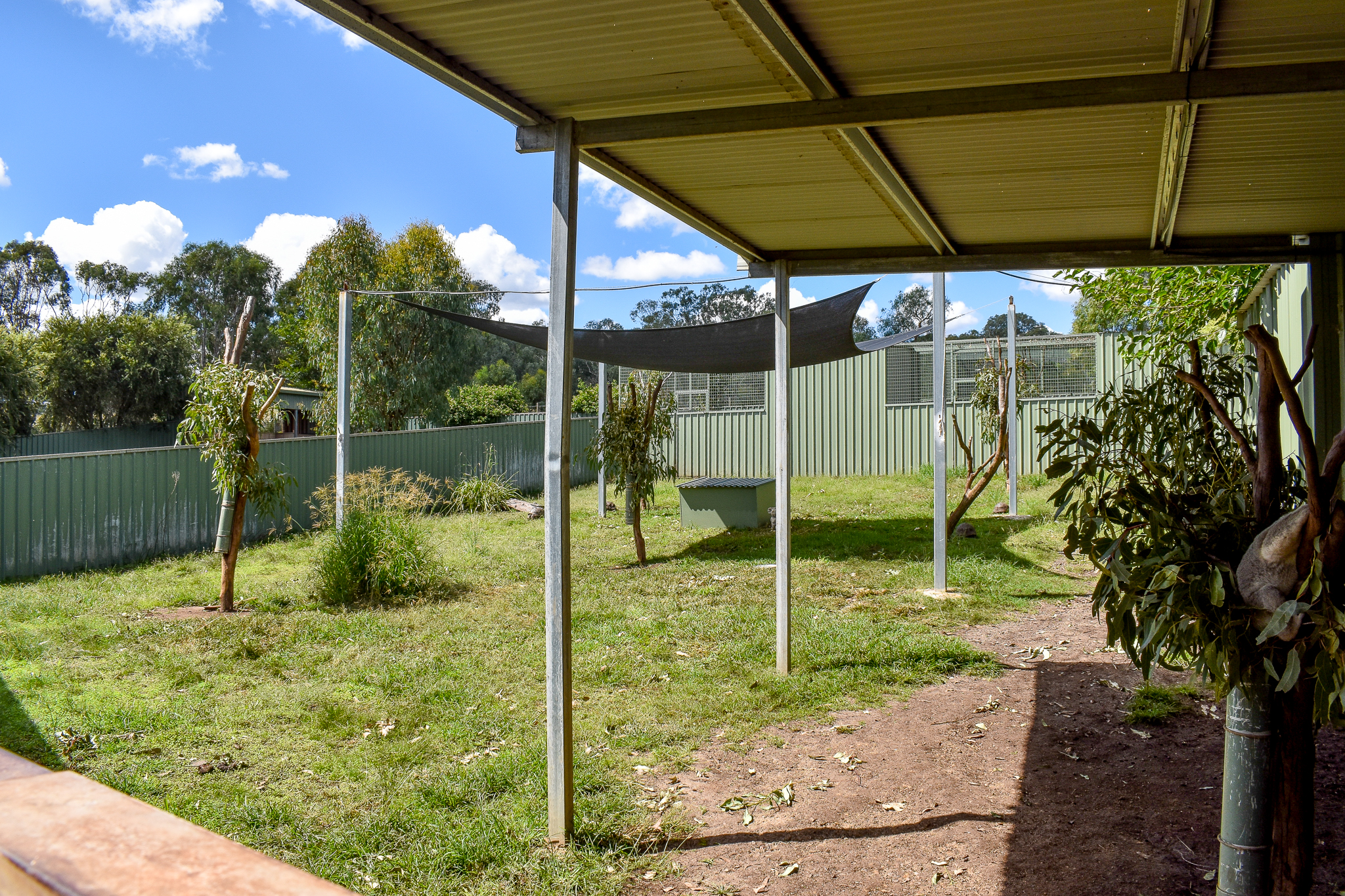 Koala Enclosure