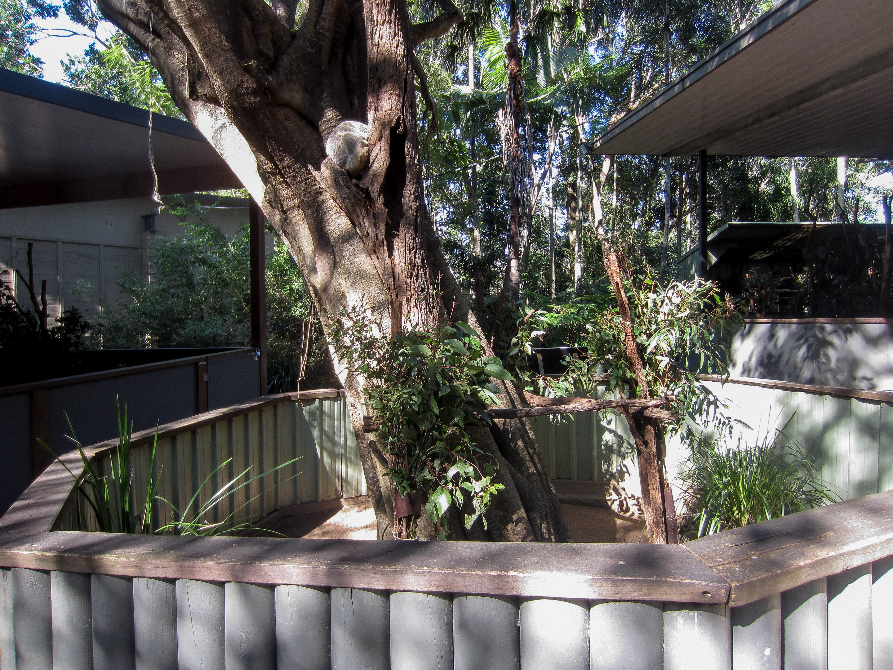 Koala enclosure
