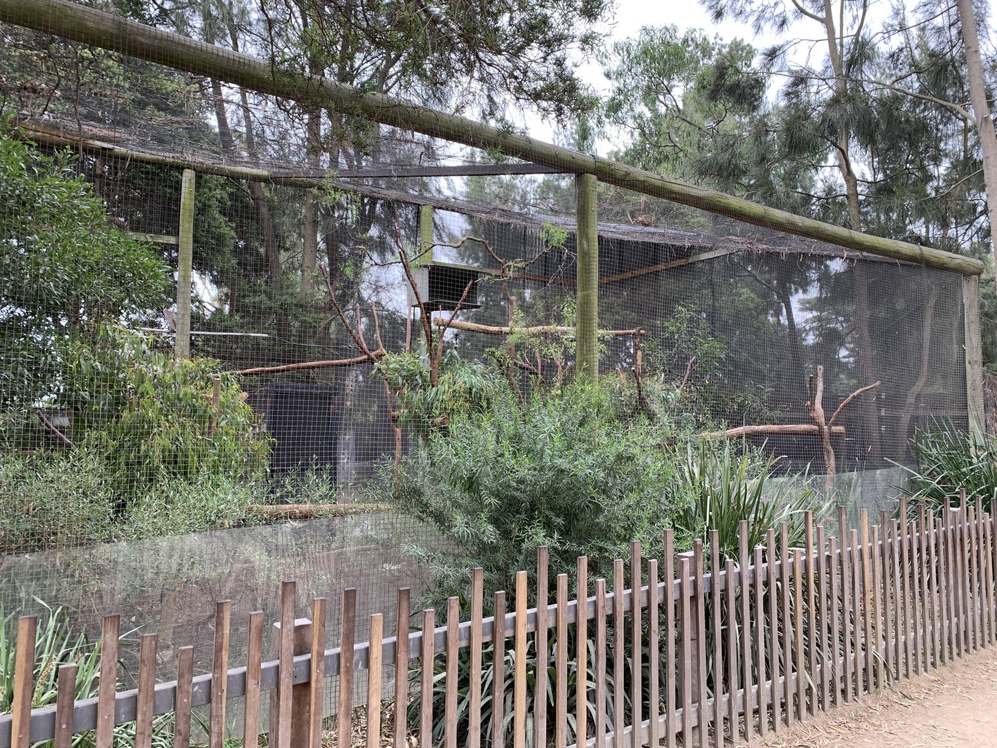 Koala Enclosure