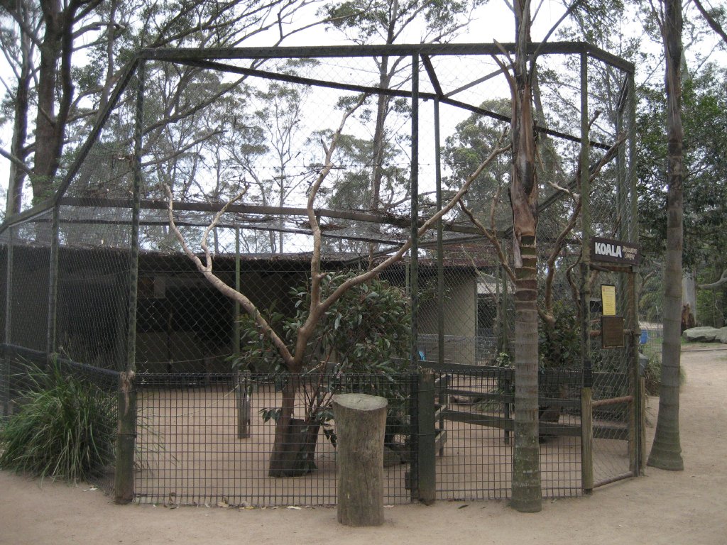 Koala enclosure