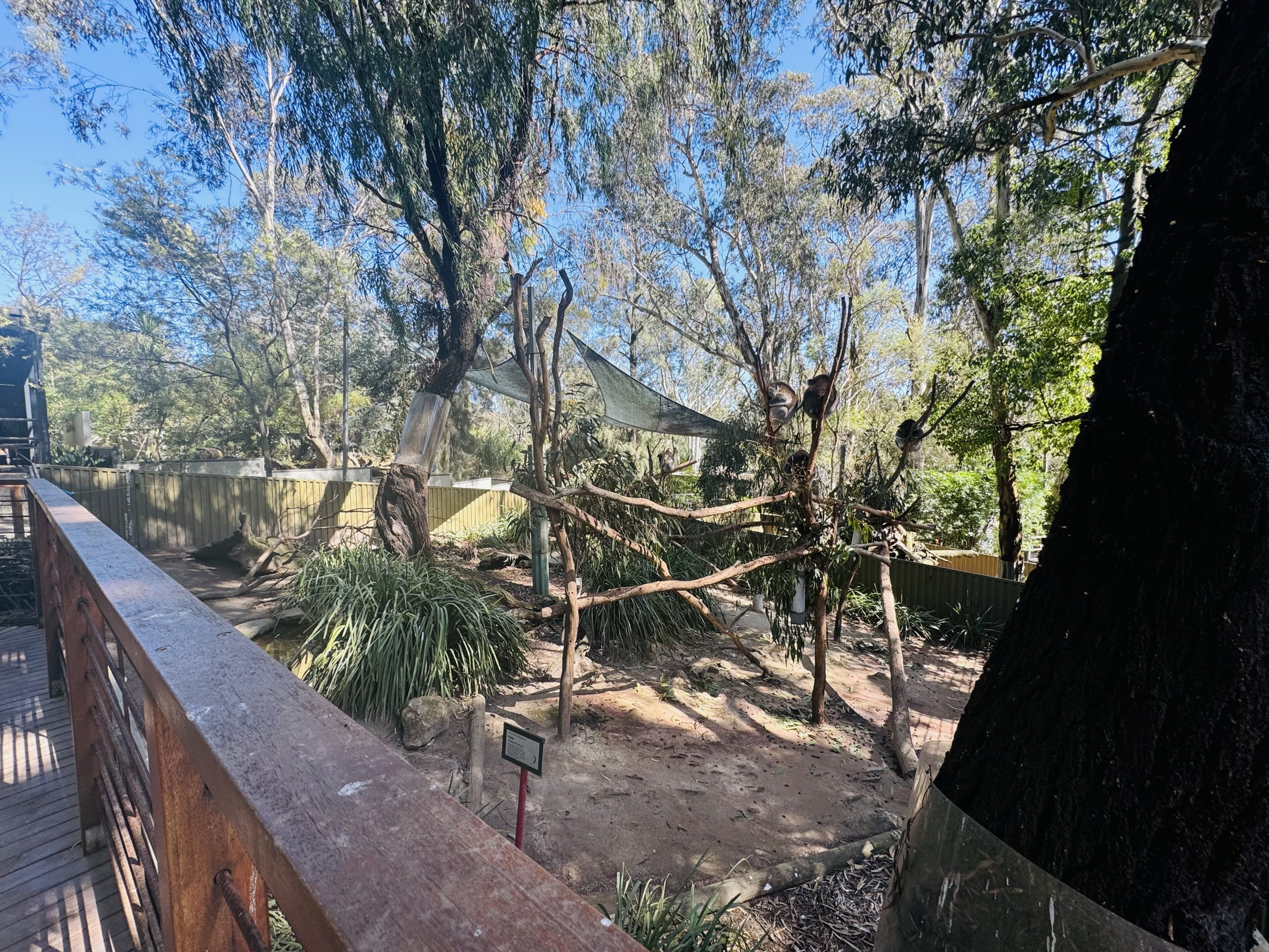Koala enclosure