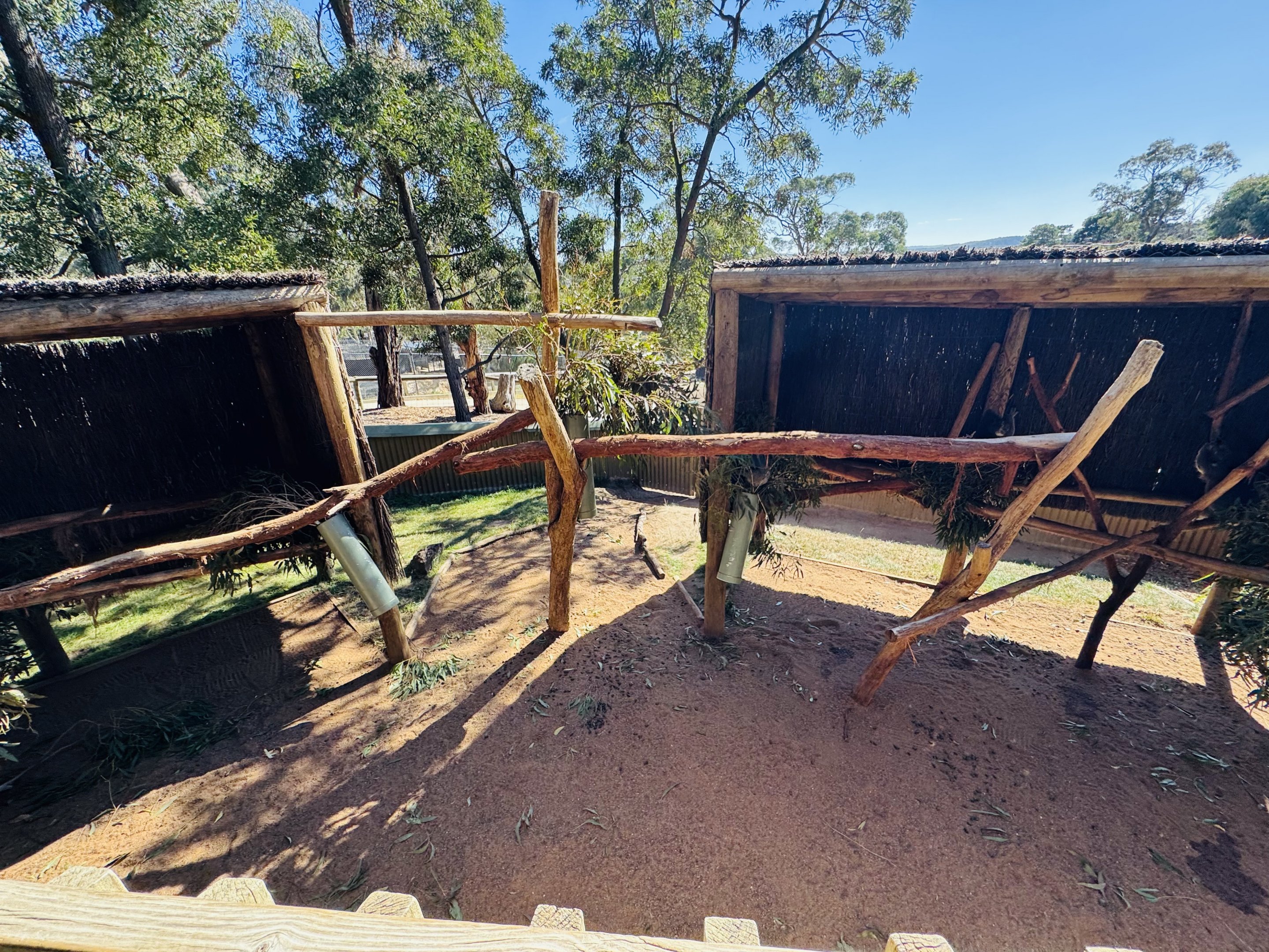 Koala enclosure