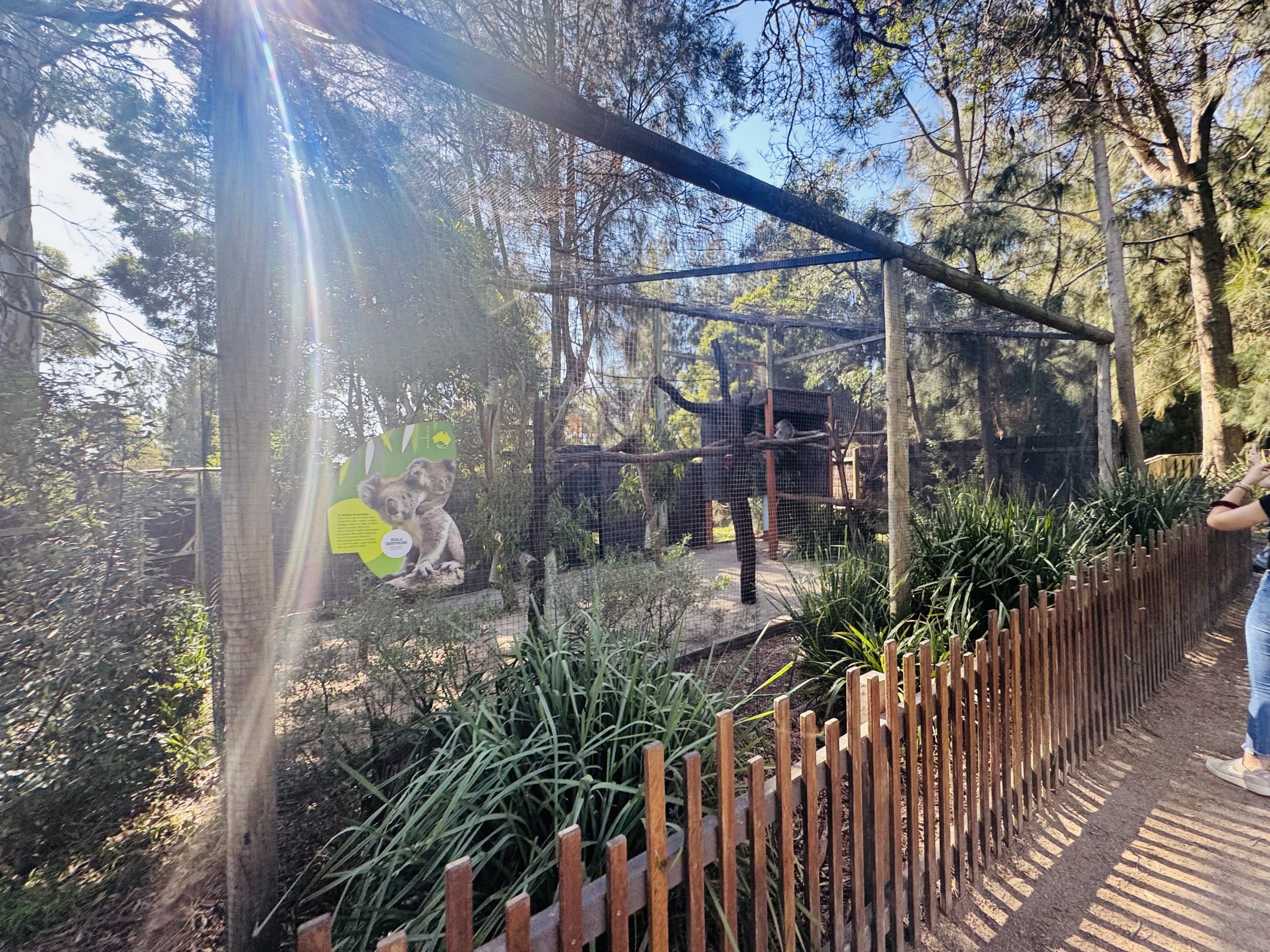 Koala enclosure