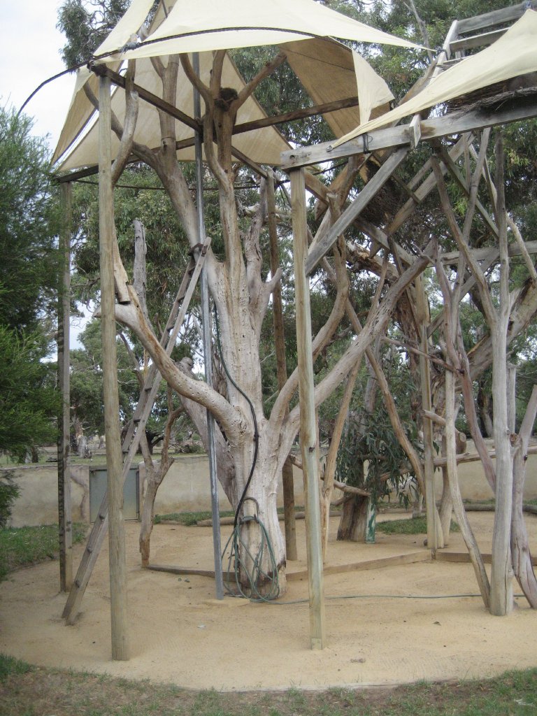 Koala enclosure