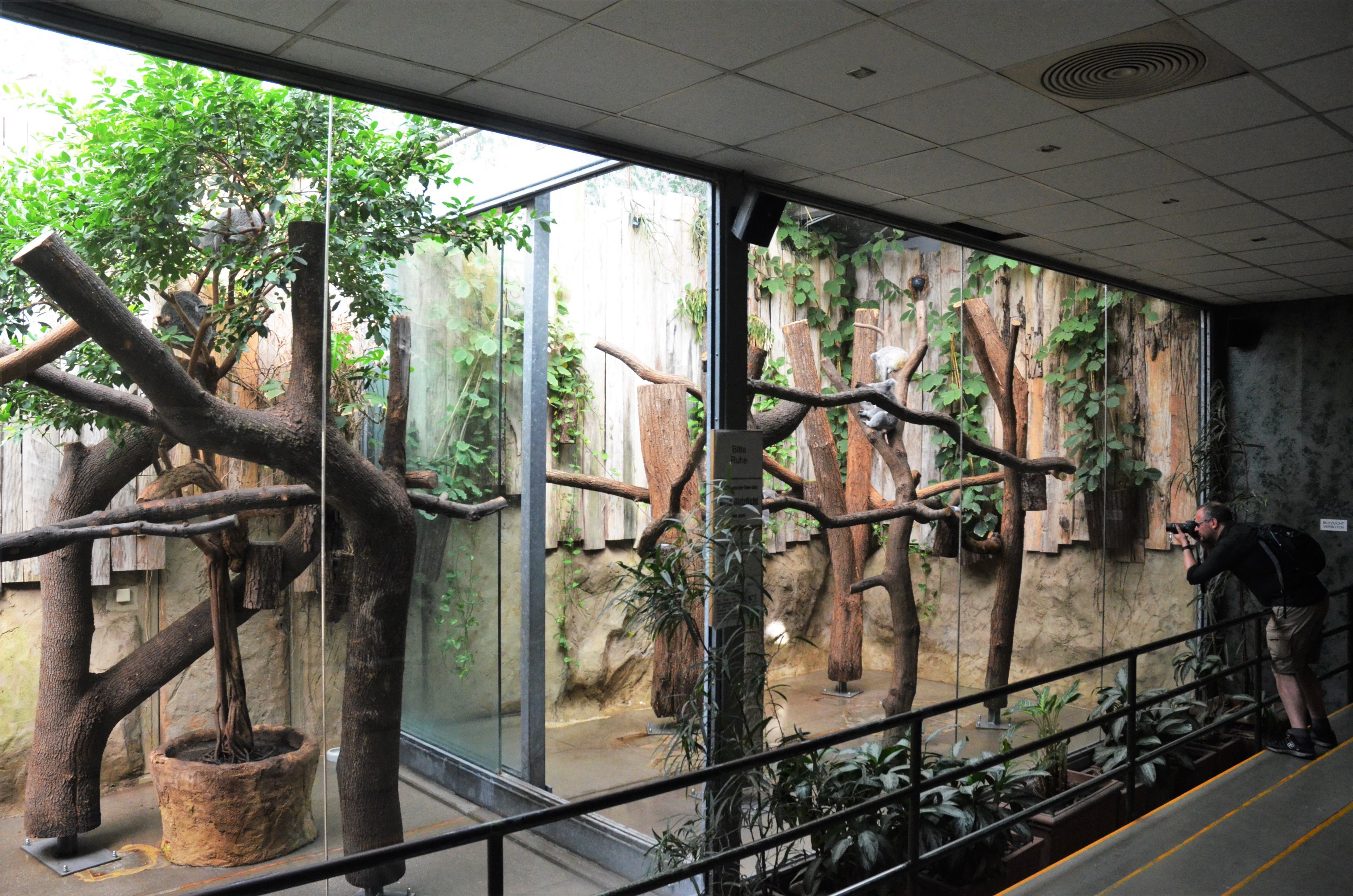 Koala Enclosures at Duisburg, 17/06/19