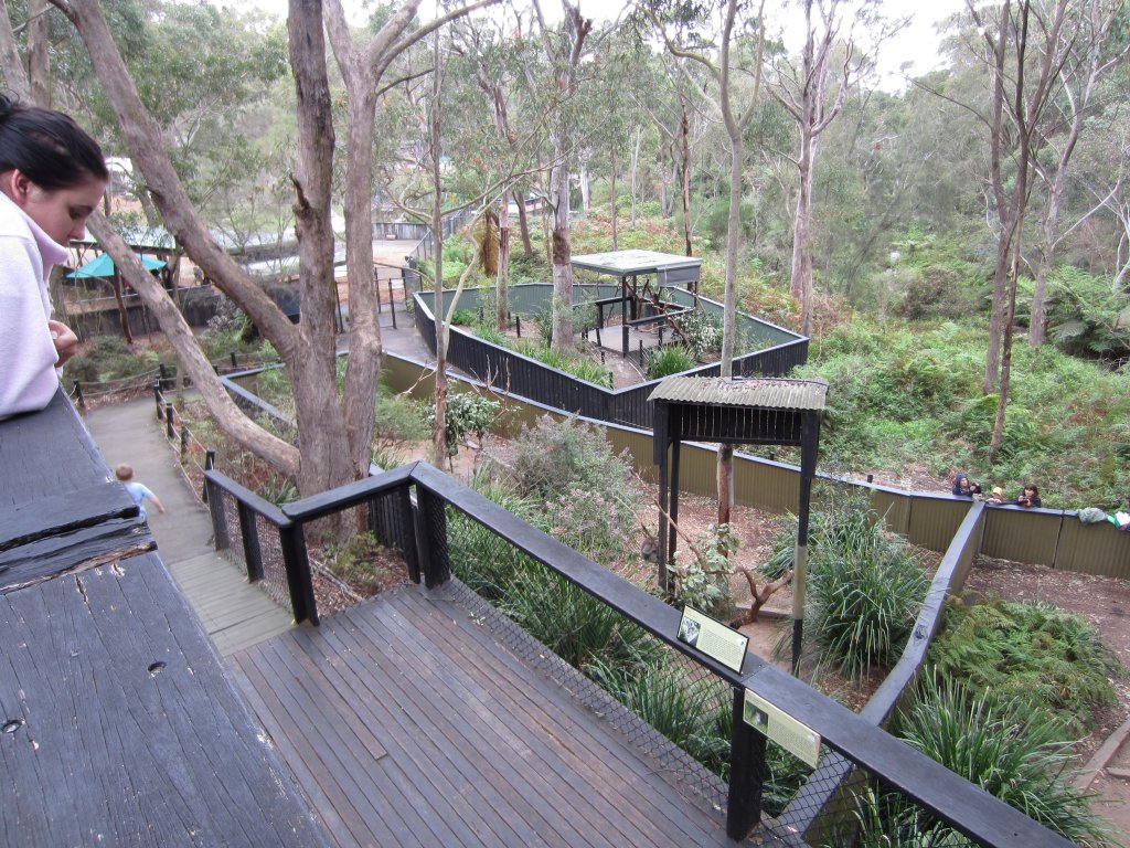 Koala enclosures