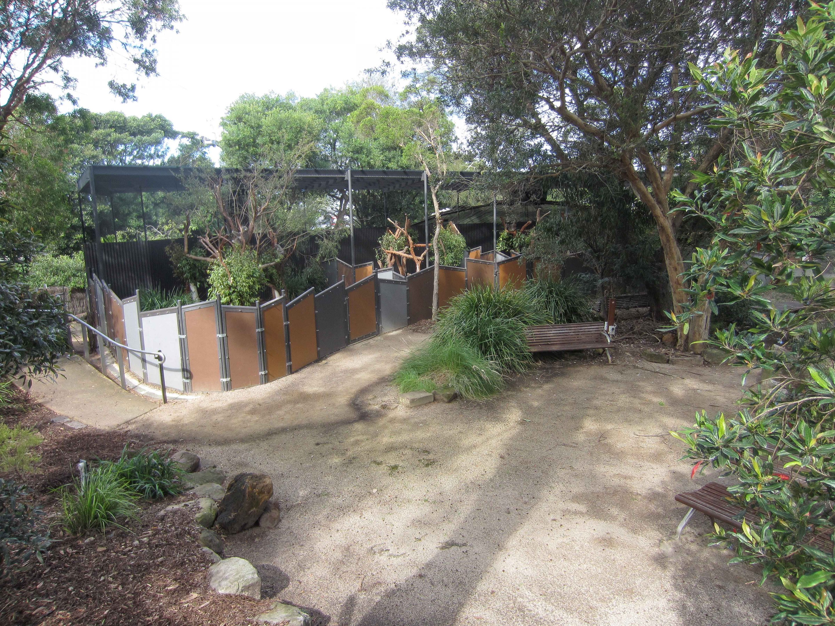 Koala Encounters 2022