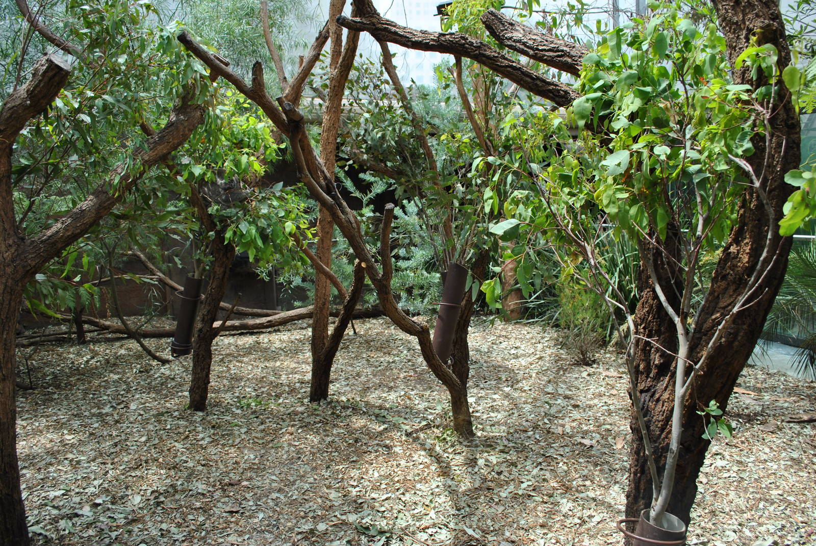 Koala Exhibit 11/2012