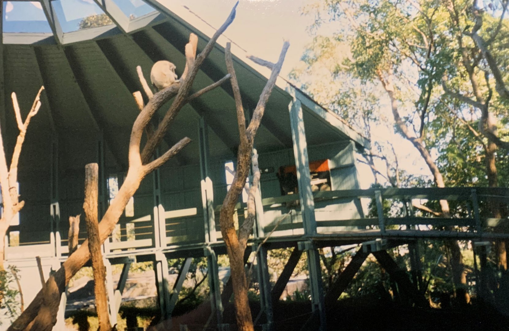 Koala Exhibit (1996)