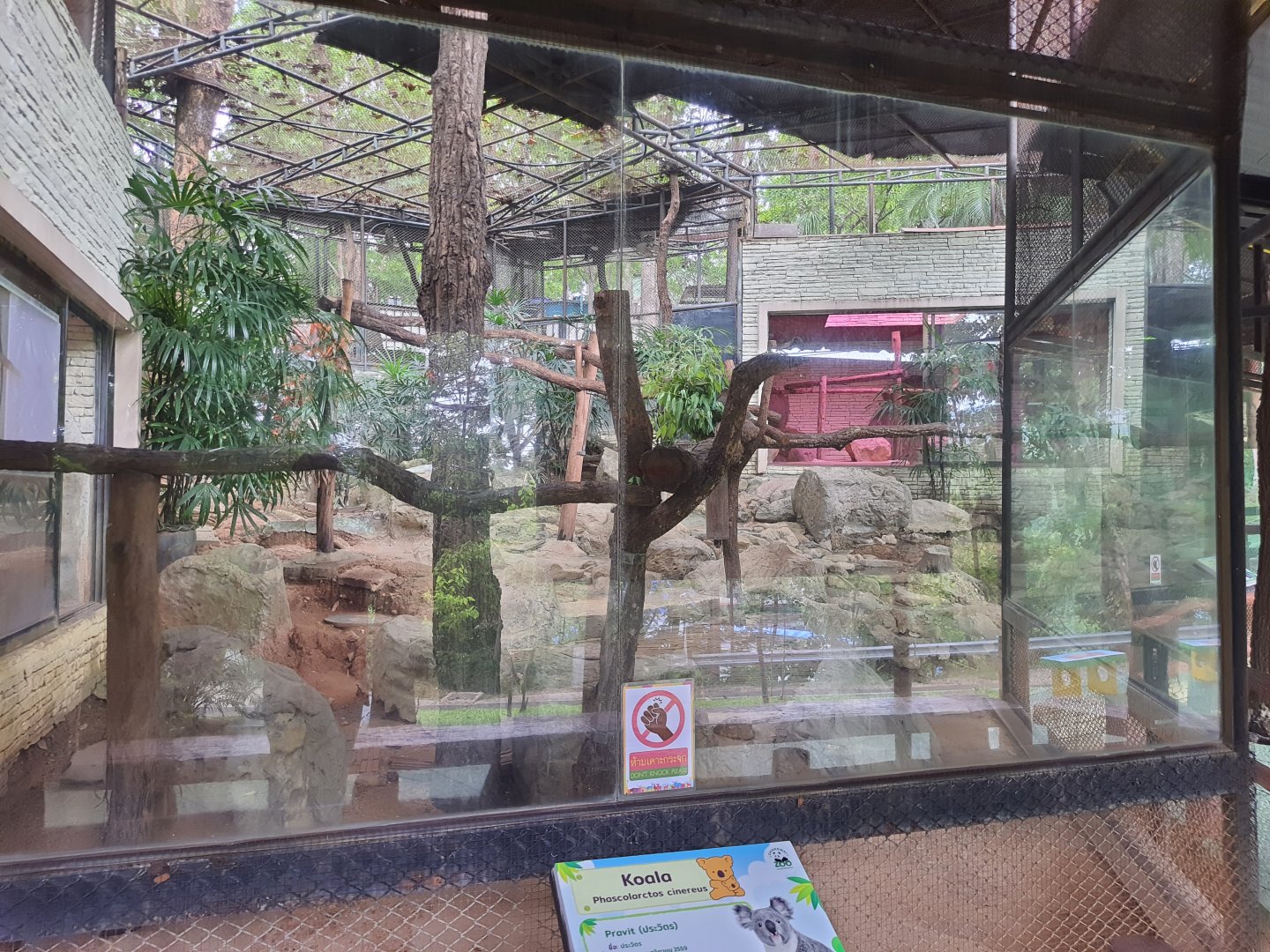 Koala Exhibit #2