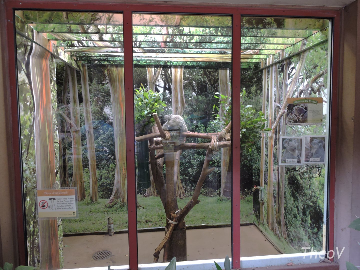 Koala exhibit [2015]